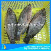 all types of frozen fish tilapia supplier